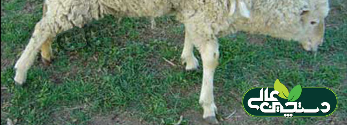 بیماری آرتریت در گوسفند و بز و پیشگیری و درمان آن
