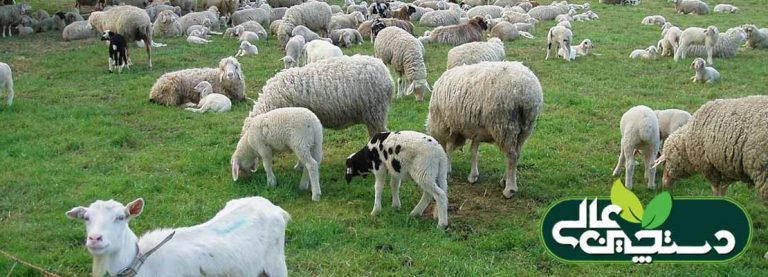 بیماری آنتروتوکسمی در پرورش گوسفند و بز