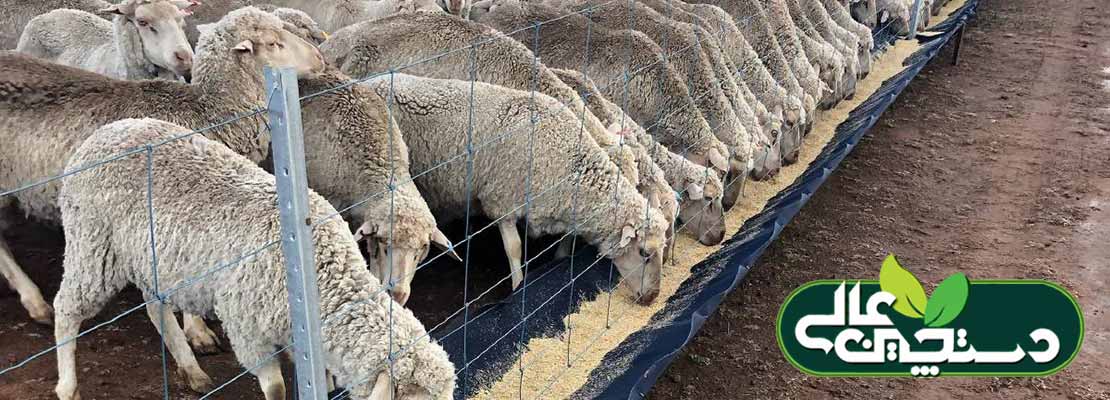 بیماری اسیدوز در گوسفند و بز (شناخت، پیشگیری، تشخیص و درمان)