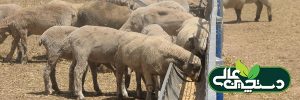بیماری آنتروتوکسمی در پرورش گوسفند
