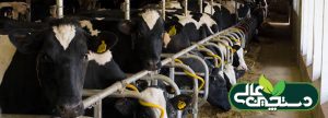 تشخیص کتوز در گاوها به ابزار و شیوه تشخیص نیاز دارد