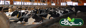 پرورش گاو شیری و شناخت نیازهای گاو شیری