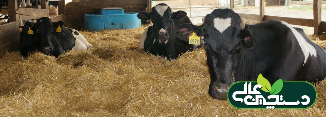 عملکرد تولیدمثلی گاو شیری را بهبود دهید