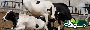 پرورش گاو شیری و شناخت نیازهای گاو شیری