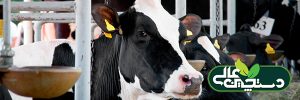 عملکرد تولیدمثلی گاو شیری را بهبود دهید