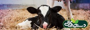 اسهال گوساله شیری معمول ترین علت مرگ آن است