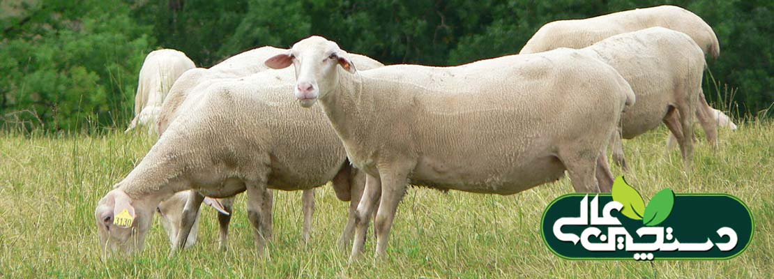 پرورش گوسفند نژاد لاکن