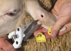 شناسایی گوسفند ، علامت گذاری گوسفند ، ثبت مشخصات گوسفند