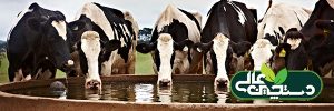 تولید شیر گاوداری علاوه بر تغذیه خوب نیاز به آب کافی دارد