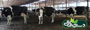 باروری گاو شیری و راهکارهای افزایش نرخ آبستنی