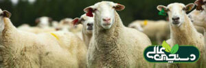 پرورش گوسفند نژاد لاکن