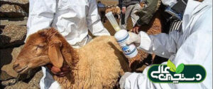 بیماری شاربن در گوسفند و بز