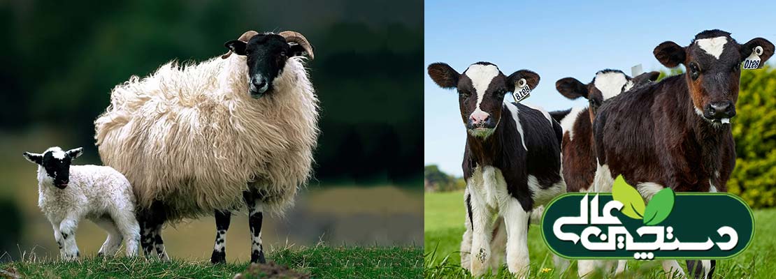 نقش کبالت در پرورش گوسفند و گاو