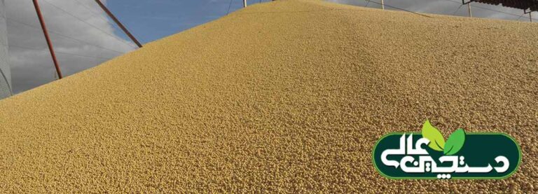 بازار نهاده های دامی و رانت ارز 4200 تومانی