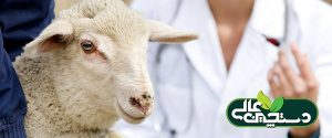واکسیناسیون گوسفند ، چه زمانی و چگونه؟