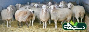 انتخاب میش های جایگزین در پرورش گوسفند