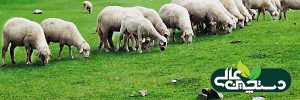 کمبود منیزیم در گوسفند ( بیماری کزاز علفی )