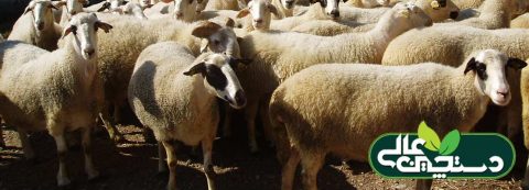 کنجاله کلزا و نقش آن در تغذیه گوسفندان