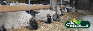 ذرت سیلو شده و نقش آن در تغذیه گوسفندان
