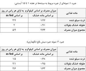 ذرت سیلو شده و نقش آن در تغذیه گوسفندان