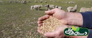 جو و نقش آن در تأمین انرژی رشد و نگهداری گوسفند
