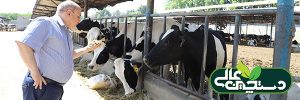 تولید خوراک دام سنگین ، بیش از 10 نوع کنسانتره گاو شیری
