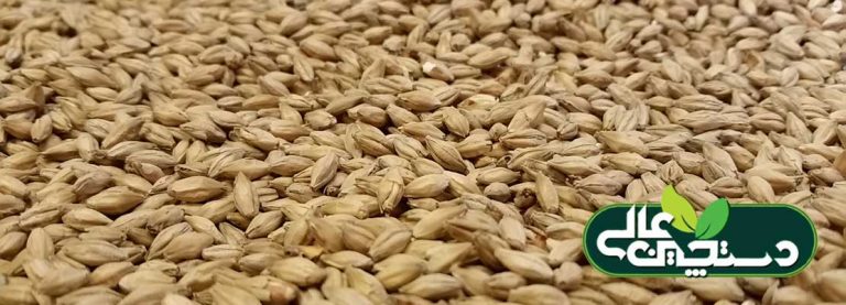 نقش جو در پرورش گوسفند