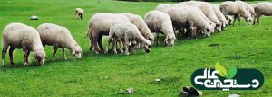 کمبود ویتامین A در گوسفند