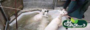 مدیریت حمام کنه در پرورش گوسفند