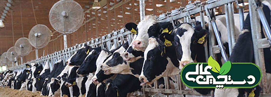 دوره خشکی گاو شیری و اثر تنش گرمایی