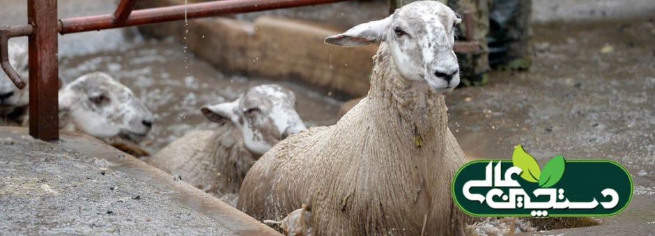 مدیریت حمام کنه در پرورش گوسفند