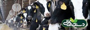 دوره خشکی گاو شیری و اثر تنش گرمایی