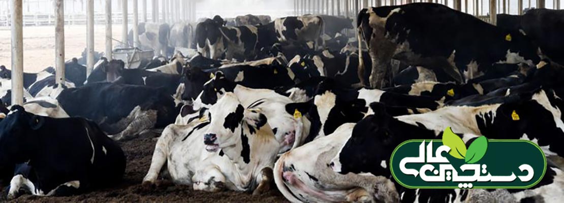 تجمع گاوها در بخشی از بهاربند علت دارد
