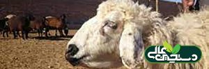 کم خونی در گوسفند و بیماری بطری فکی