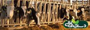 مصرف خوراک دام یکنواخت در گاوهای اوایل شیردهی