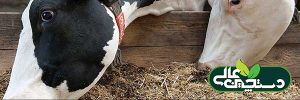 مصرف خوراک دام یکنواخت در گاوهای اوایل شیردهی