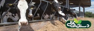 مصرف خوراک در گاو ها ترغیب شود