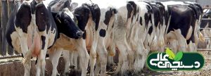 4 راهکار تضمین سود گاوداری های موفق