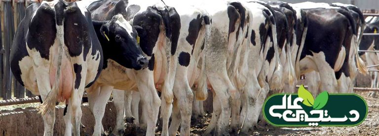 4 راهکار تضمین سود گاوداری های موفق