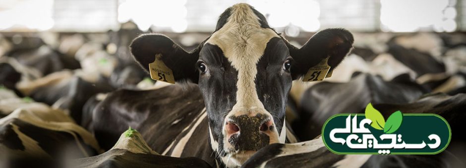 مصرف خوراک در گاو ها ترغیب شود