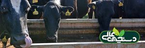 آب مصرفی گاو شیری چه ویژگی هایی باید داشته باشد؟