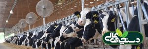 اوج تولید شیر گاو را با 10 راهکار بهبود دهید
