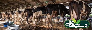 اوج تولید شیر گاو را با 10 راهکار بهبود دهید