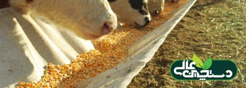 نشاسته جیره گاو های شیری پیش از زایش و پس از زایش از نظر میزان مصرف، بسته به میزان تولید شیر، اهداف پرورش و دیگر عوامل مدیریتی، جایگاه و گروه بندی متفاوت است.