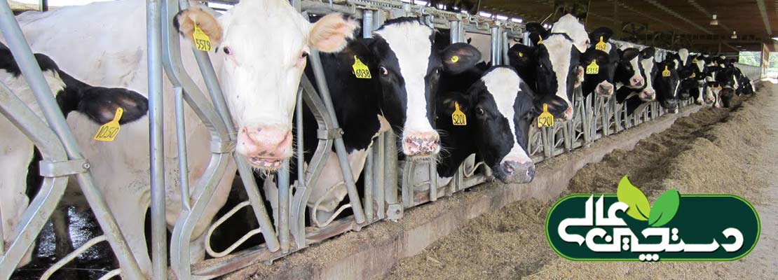 مصرف موننسین در جیره گاو شیری و اثر آن در عملکرد تولید گاوهای شیری (1)