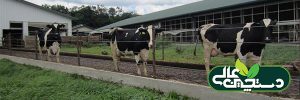 مصرف موننسین در جیره گاو شیری و اثر آن در عملکرد تولید گاوهای شیری (1)