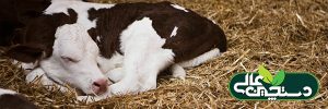 دامپزشکی گاو ( گوساله زودرس ، تغذیه پروبیوتیک ها به گوساله ، رابطه کیفیت آغوز و واکسیناسیون گله )