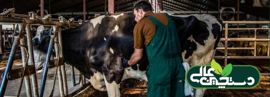 مقالات 1 valley veterinary clinic doctor checking cow