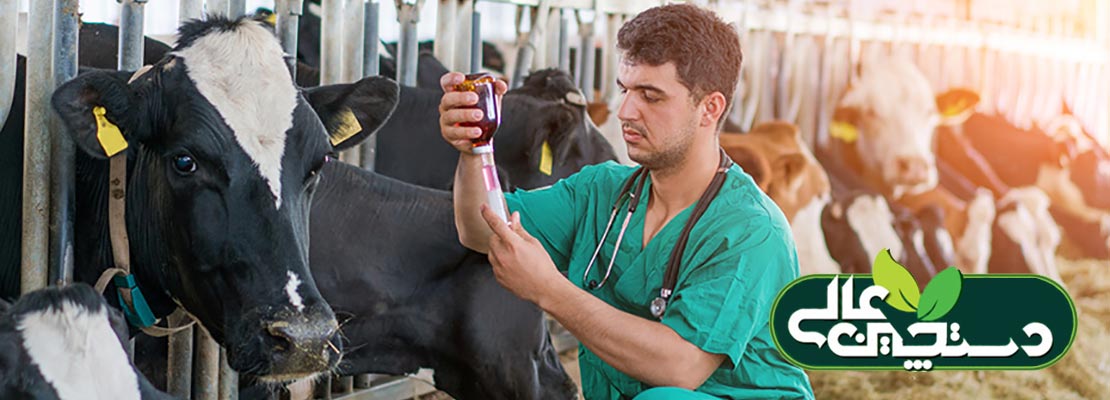 دامپزشکی گاو 2. گوساله اسهالی، کار با گاوهای تازه زا، مشکل تنفسی گوساله