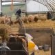 مزرعه پرورش گوسفند در کشور انگلستان